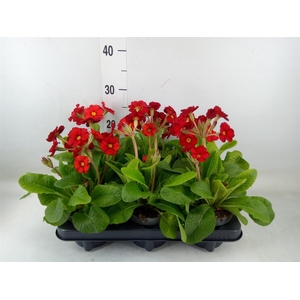 Primula elat. 'Stella Leuchtrot'