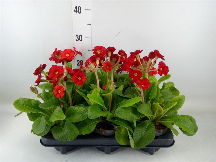 <h4>Primula elat. 'Stella Leuchtrot'</h4>