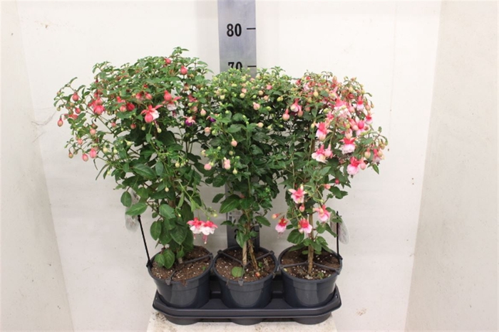 <h4>Fuchsia Gemengd Stam</h4>