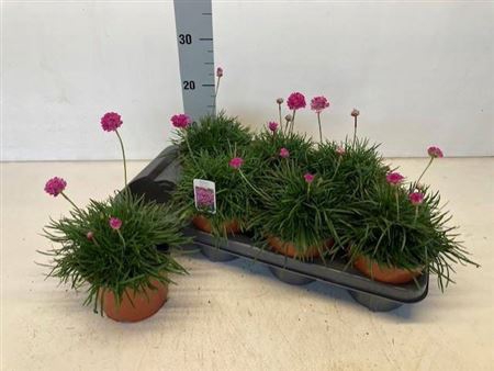 <h4>Arme Mar Splendens</h4>