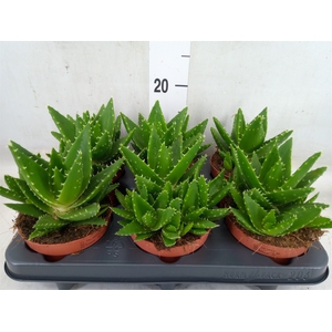 Aloe perfoliata
