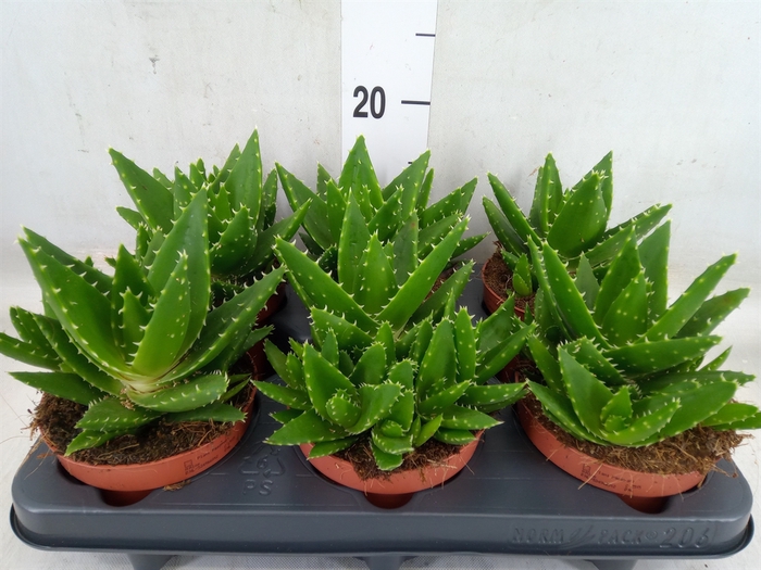 <h4>Aloe perfoliata</h4>