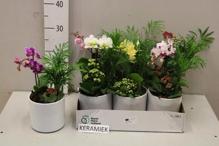 <h4>ARR KAMERPL BLOEI</h4>