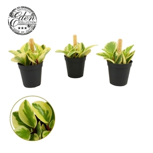 Peperomia Obtipan Bicolor 5,5cm