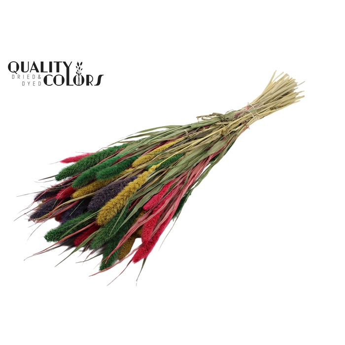 <h4>Setaria per bunch colourful 2</h4>