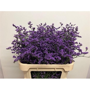 LIMONIUM SIN KANSAS BLUE 40 GR.