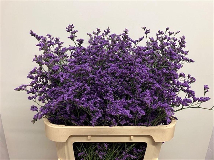 <h4>LIMONIUM SIN KANSAS BLUE 40 GR.</h4>