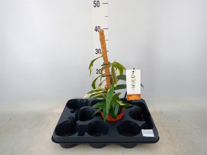 <h4>Ficus   ...</h4>