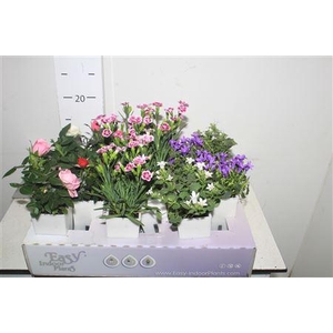 Mix Plant Waterfresh Mini
