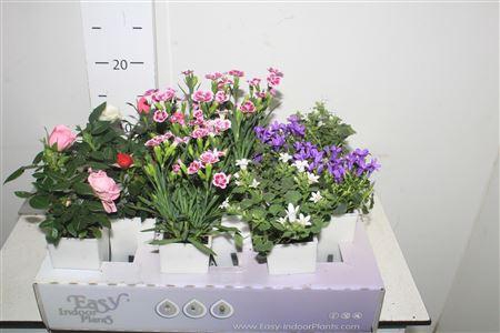 <h4>Mix Plant Waterfresh Mini</h4>
