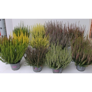 Calluna Garden Girls overig