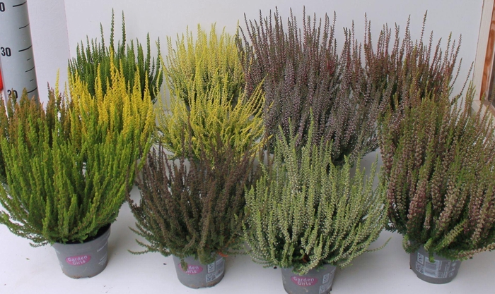 <h4>Calluna Garden Girls overig</h4>