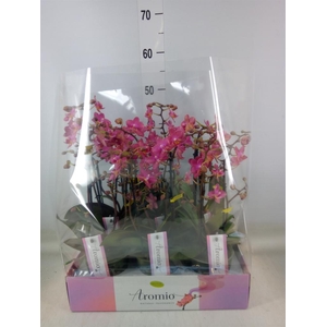 Phalaenopsis multi.   ...orange