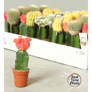 CACTUS GEM