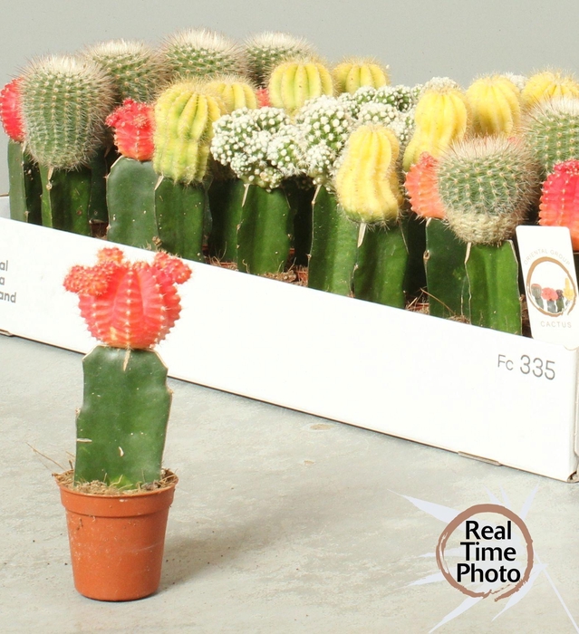 CACTUS GEM