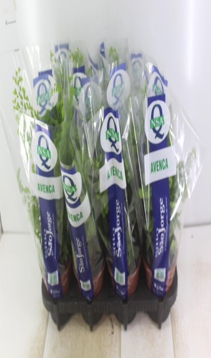 <h4>AVENCA VARIADA P15</h4>