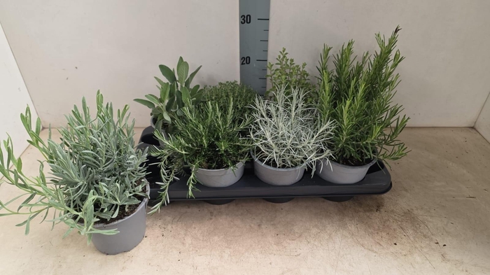 <h4>TUINKRUIDEN GEM</h4>