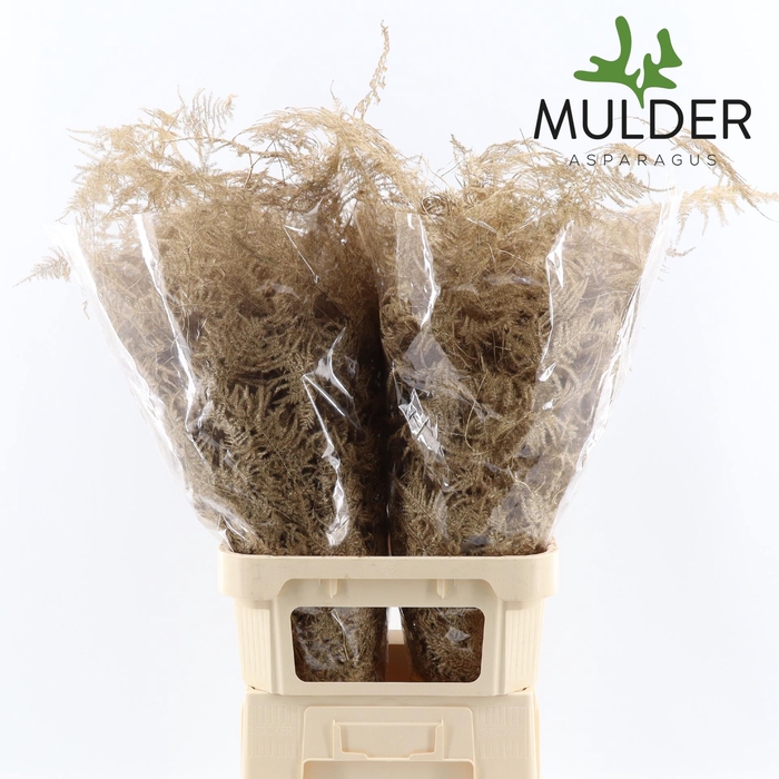 <h4>Asp Klb H% L. Getopt Antique</h4>