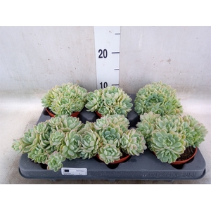 Echeveria elegans