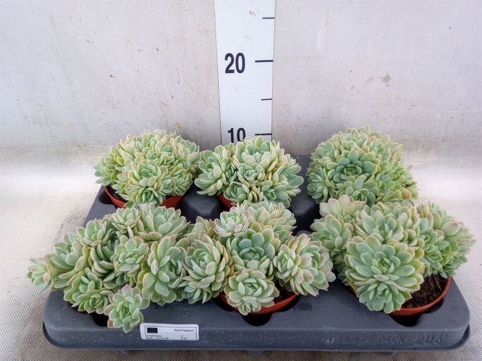 <h4>Echeveria elegans</h4>