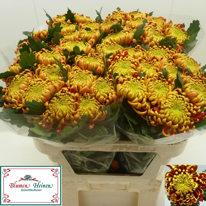 <h4>CHR G FUEGO</h4>