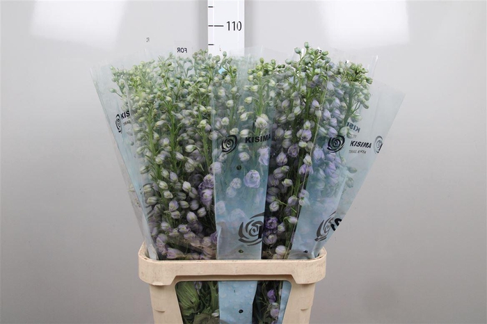 <h4>Delph Du Mag F Laven</h4>