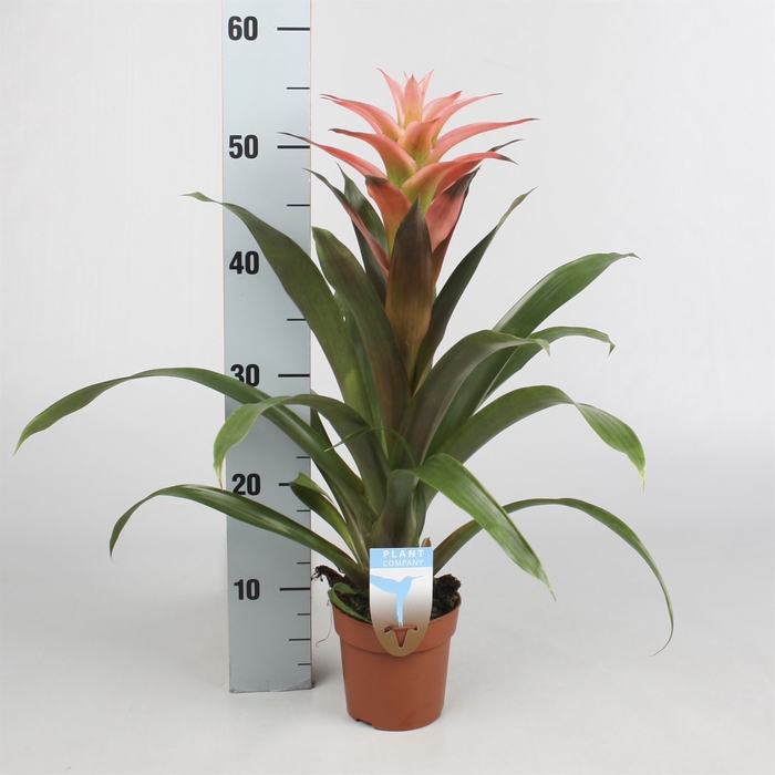 <h4>Guzmania  'Melissa'</h4>