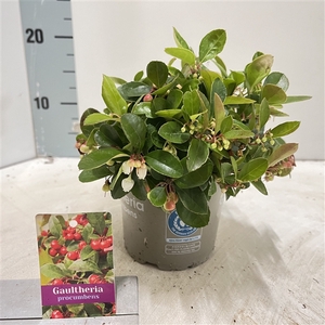 Gaultheria procumbens