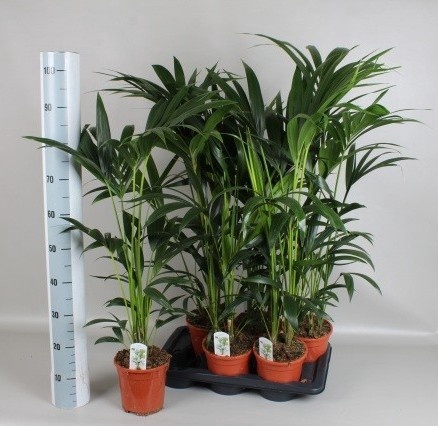 <h4>HOWEA FORSTERIANA</h4>