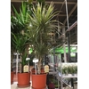 Dracaena marginata Bicolor