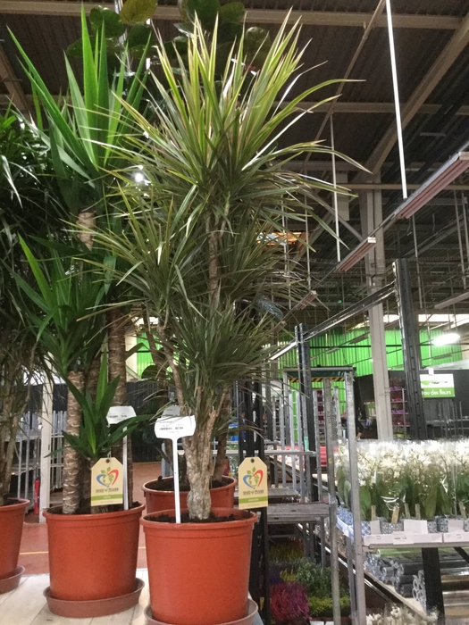 Dracaena marginata Bicolor