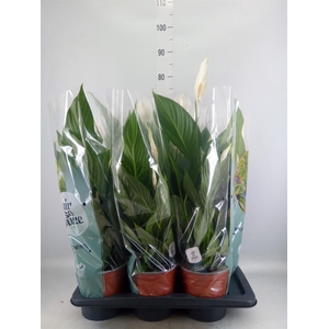 Spathiphyllum  'Bingo Cupido'