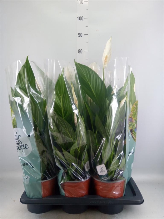 <h4>Spathiphyllum  'Bingo Cupido'</h4>