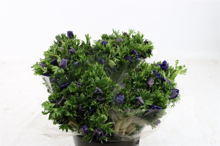 <h4>Anem Marianne Blue</h4>