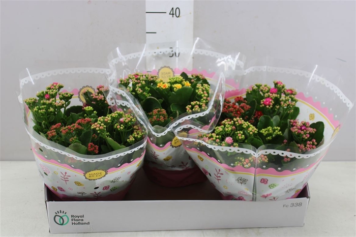 <h4>Kalanchoe Calandiva Carnaval</h4>