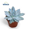 Echeveria Blue Star