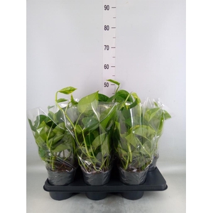 Epipremnum pinn. 'Aureum'