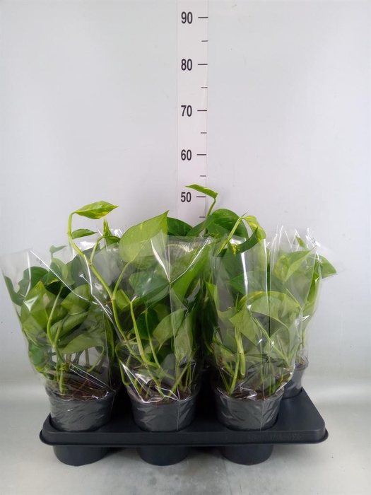 <h4>Epipremnum pinn. 'Aureum'</h4>