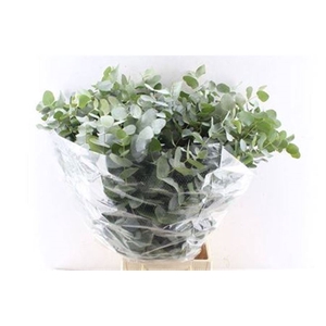Euca Cinerea 300 Gram Extra Fr