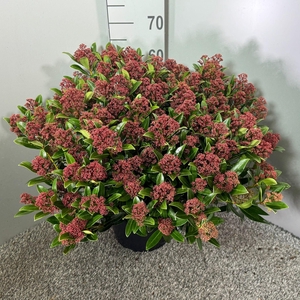 Skimmia japonica 'Rubesta'