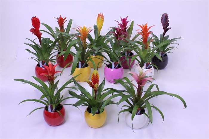 <h4>Bromelia mix in bolpot lisa</h4>