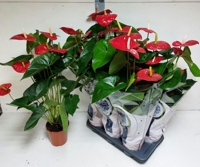 <h4>ANTHU A JAMBO RED</h4>