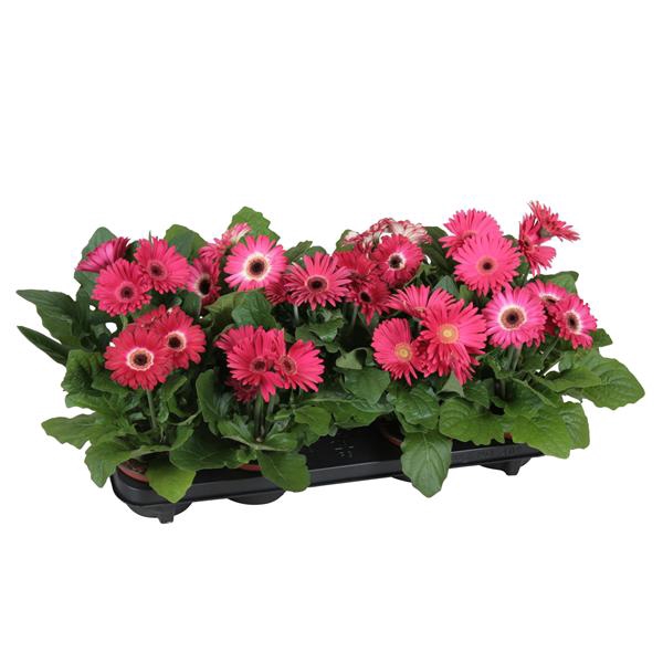 <h4>Gerbera belicht 2+bl 12cm excellent paars (diverse kleurtinten)</h4>
