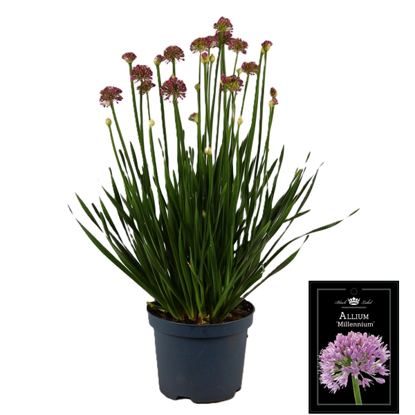 Allium Millenium