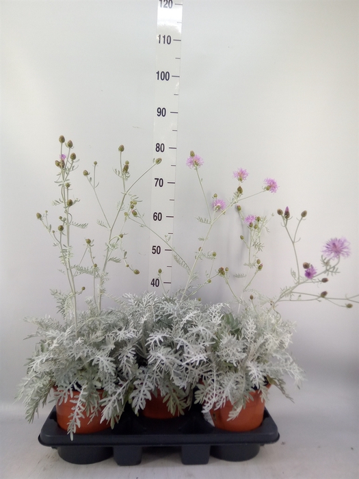 <h4>Centaurea   ...</h4>