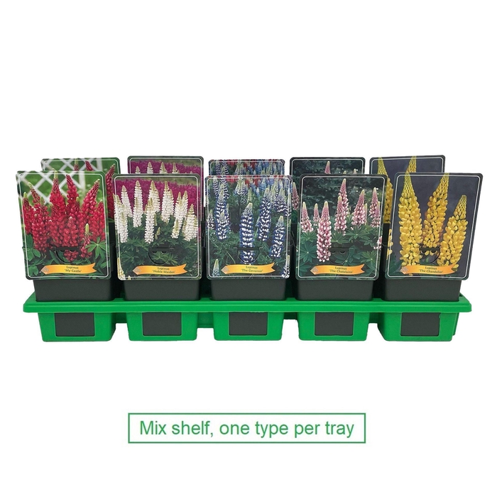<h4>Lupinus</h4>