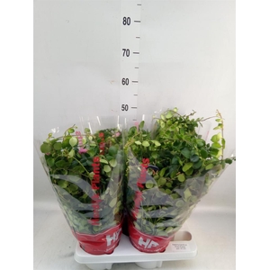 Aeschynanthus 'Pink Polka'