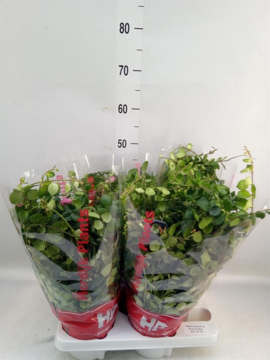 <h4>Aeschynanthus  'Pink Polka'</h4>