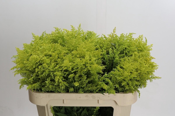 <h4>Solidago Tara Gold</h4>