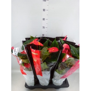 Anthurium   ...mix